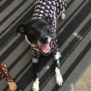 Meet your Posher, Susan